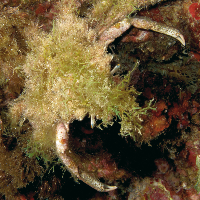 foto Coletta