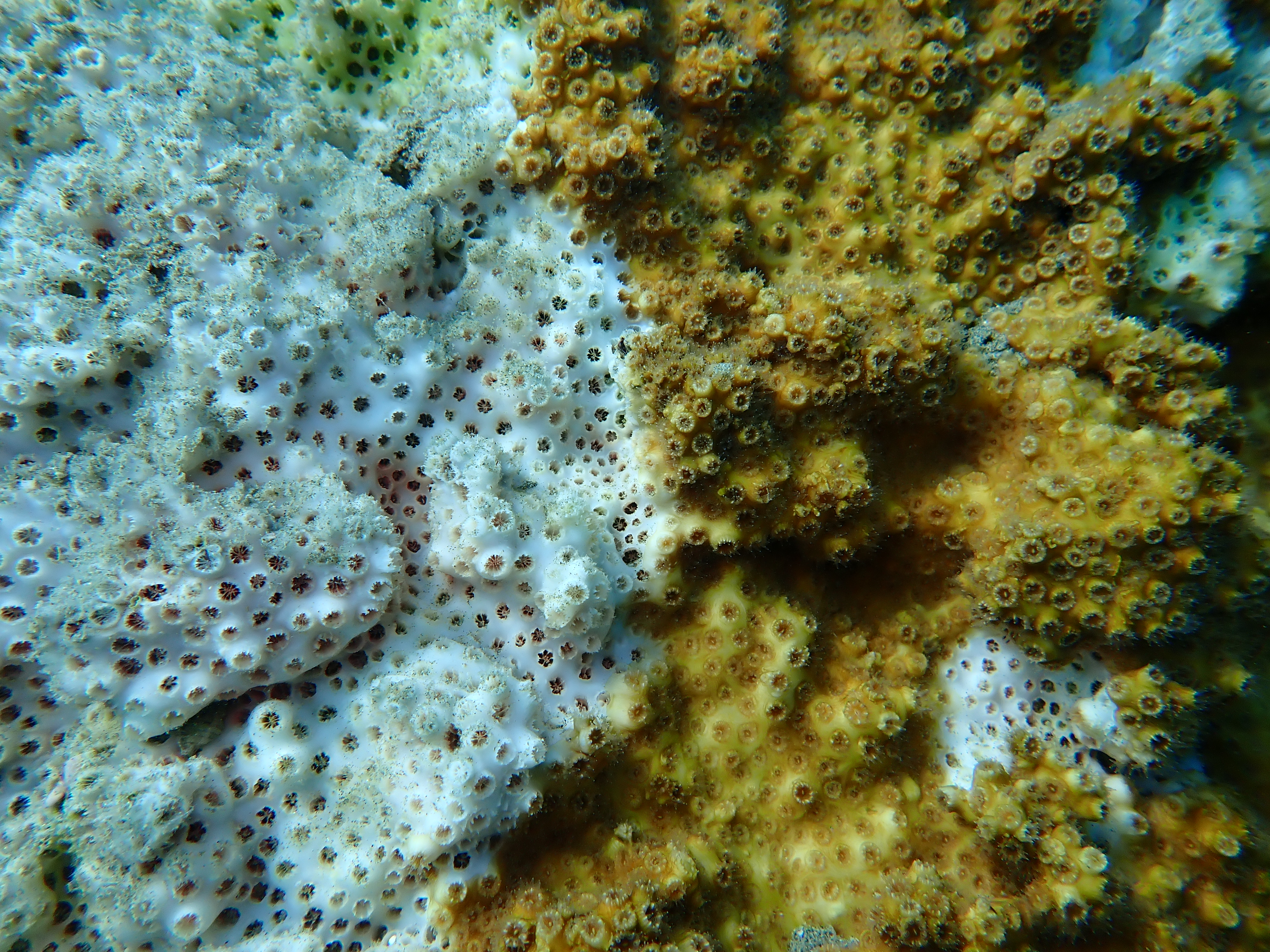 oculina patagonica 