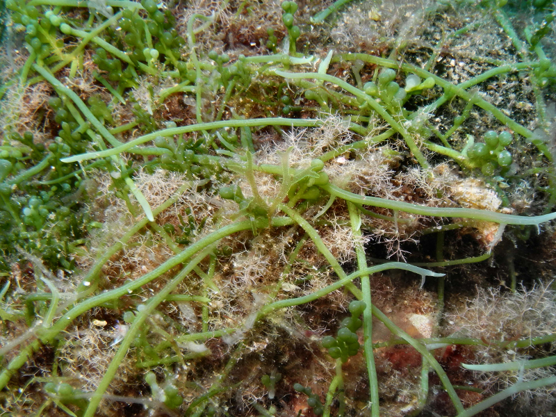 caulerpa cylindracea 