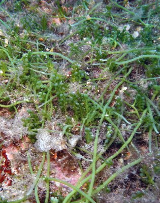 Caulerpa cylindracea 
