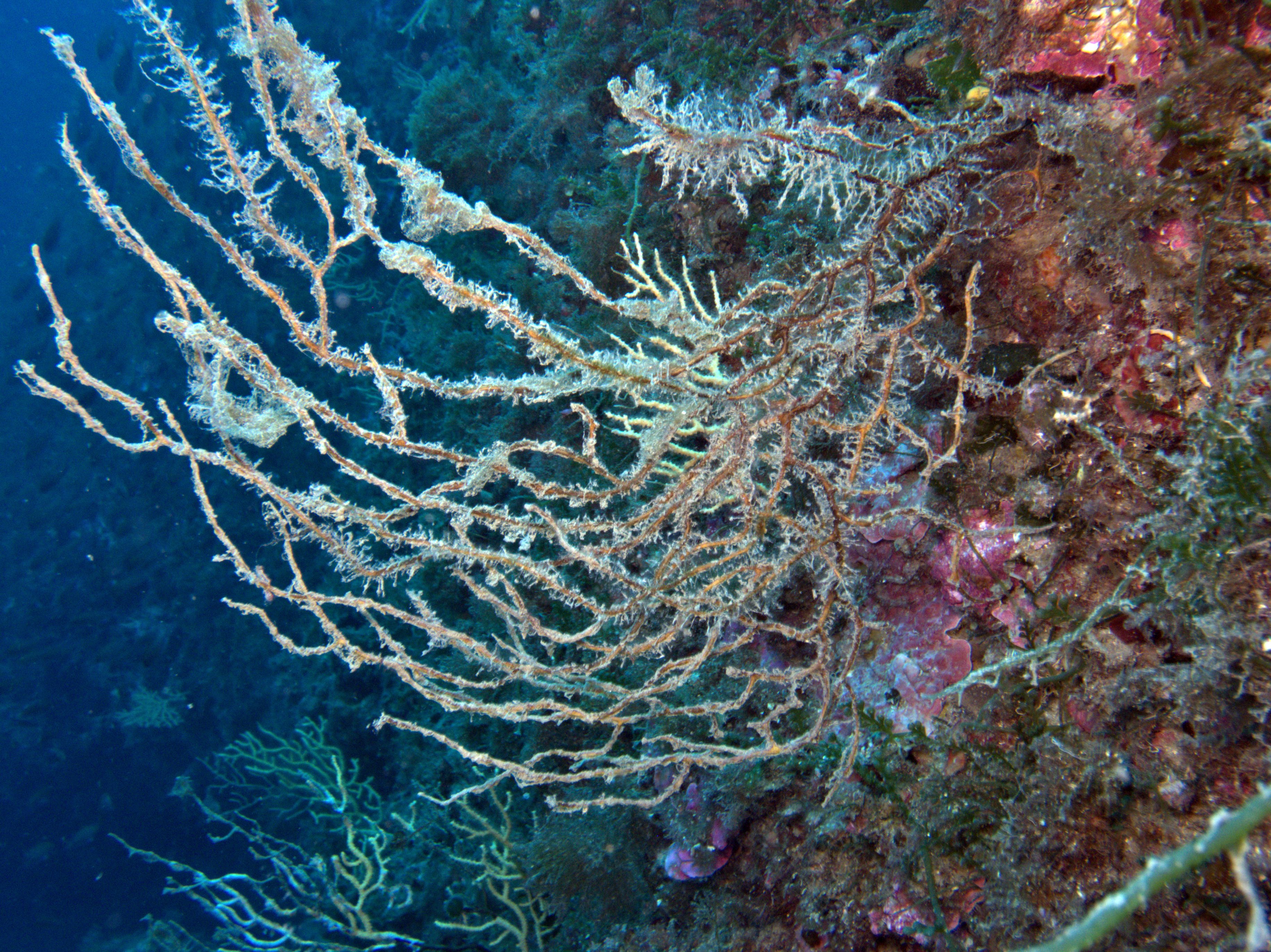 gorgonia necrosi 