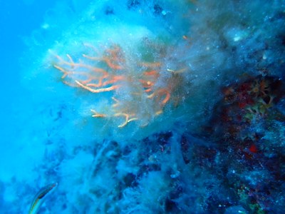 mucillagine su eunicella 