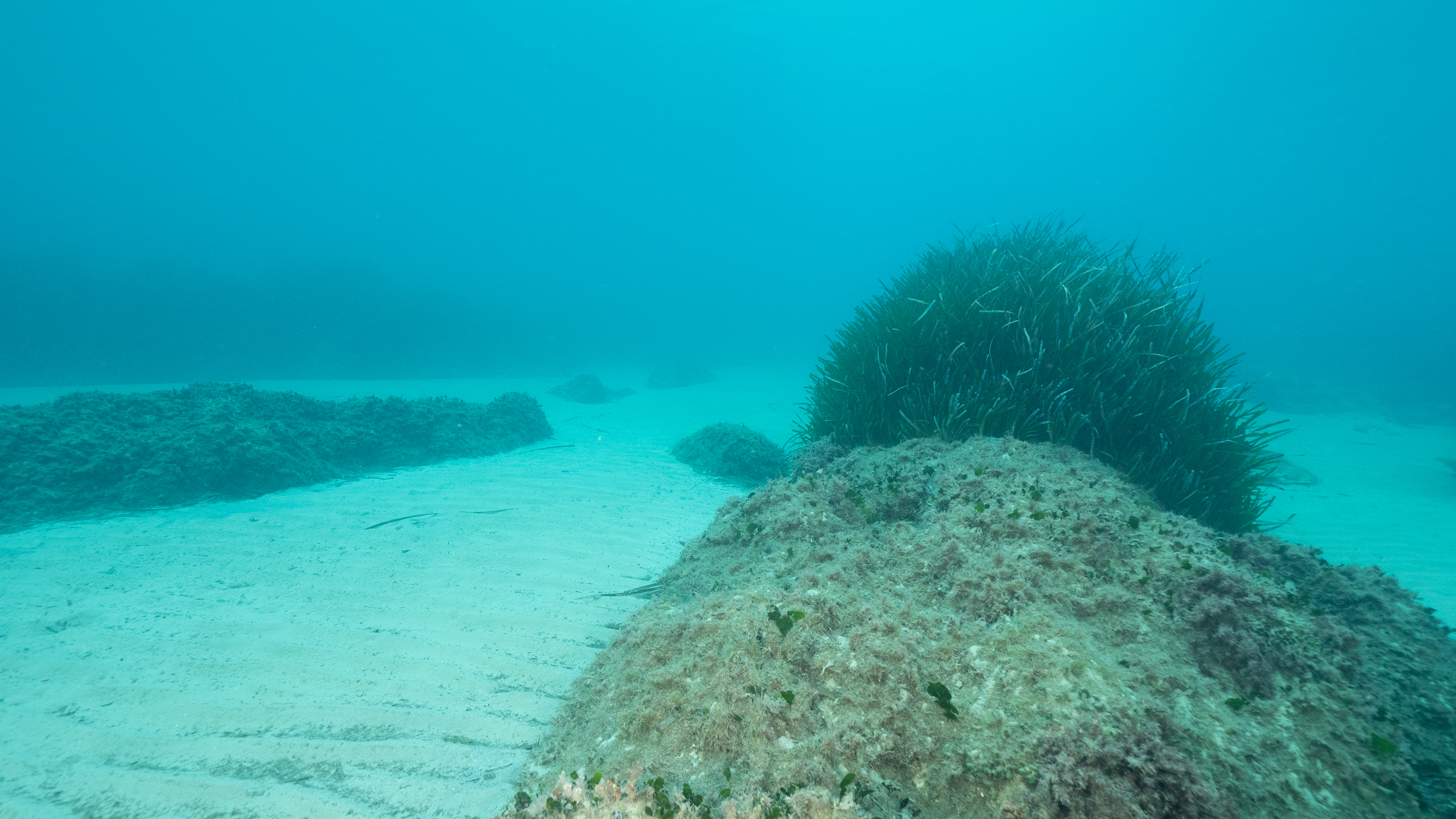 matte posidonia 