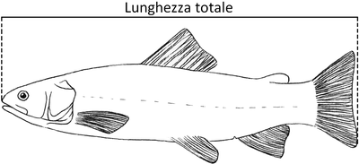 pesce_LT