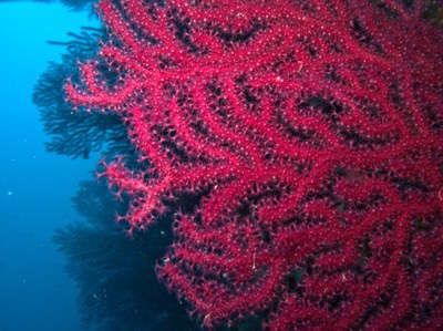 Paramuricea clavata Lorenzo Merotto 