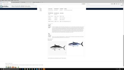 scheda pesce1