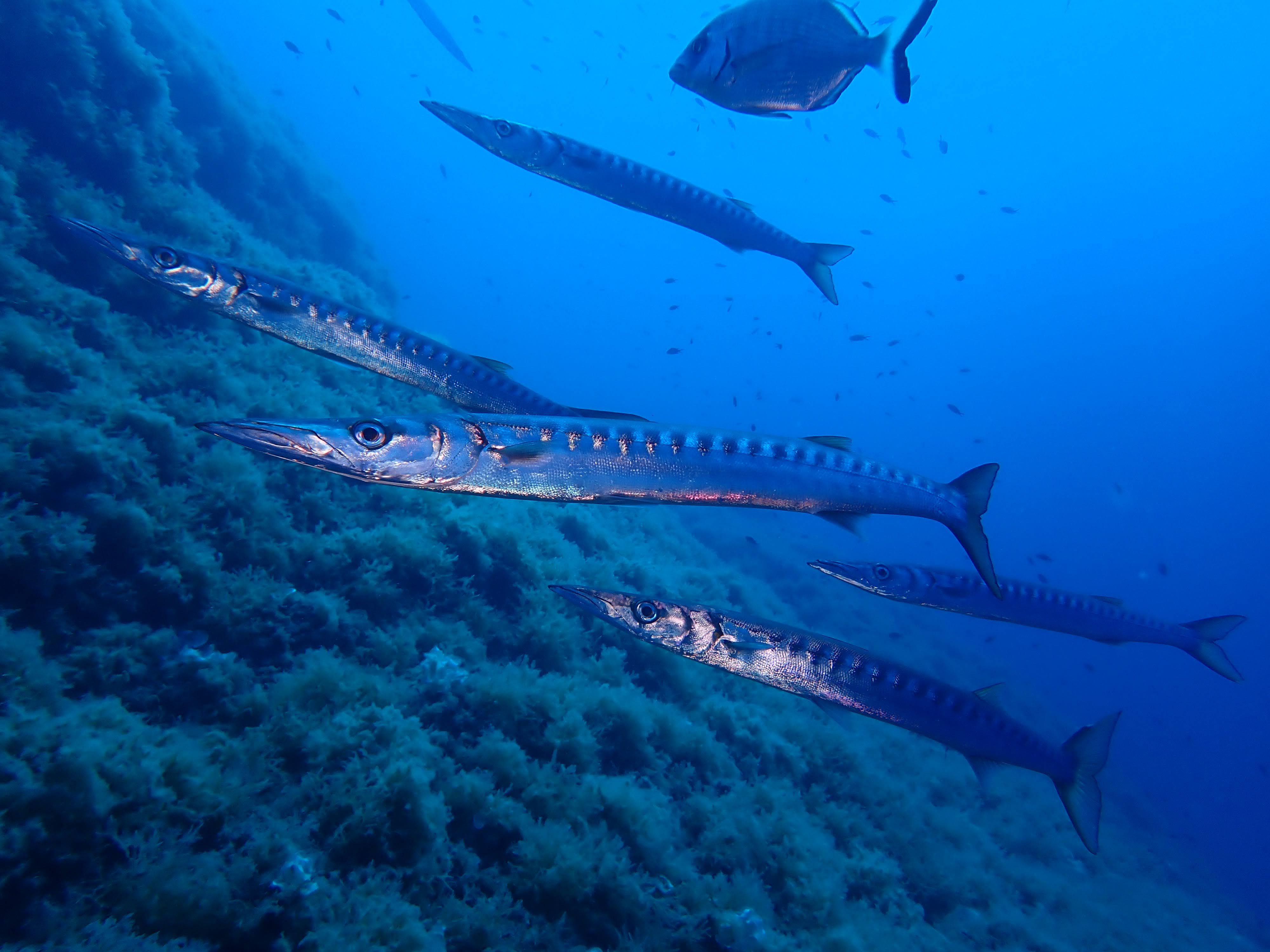Barracuda - Lorenzo Merotto 
