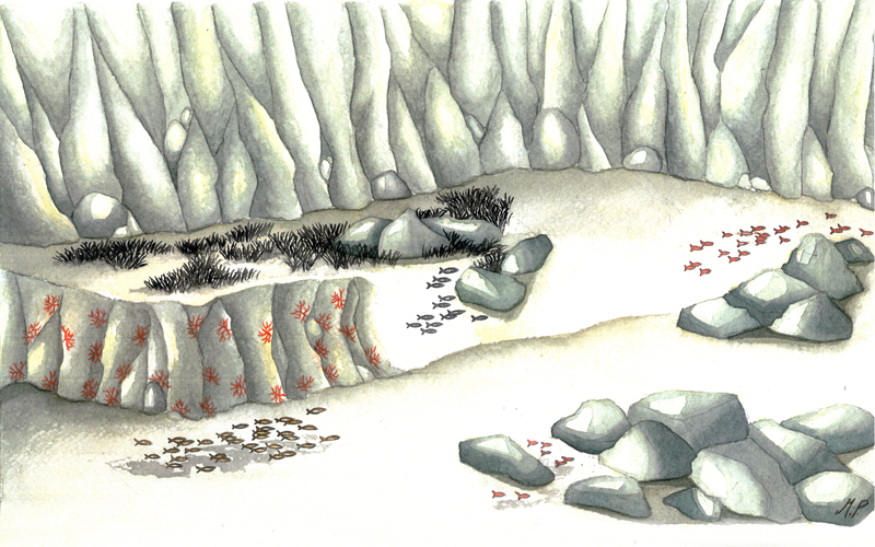 disegno del fondale